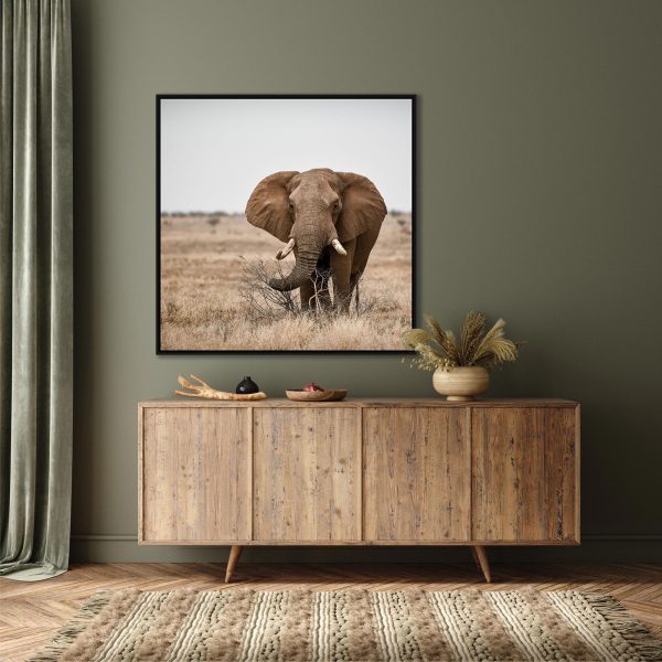 Quadro com Fotografia de Elefante