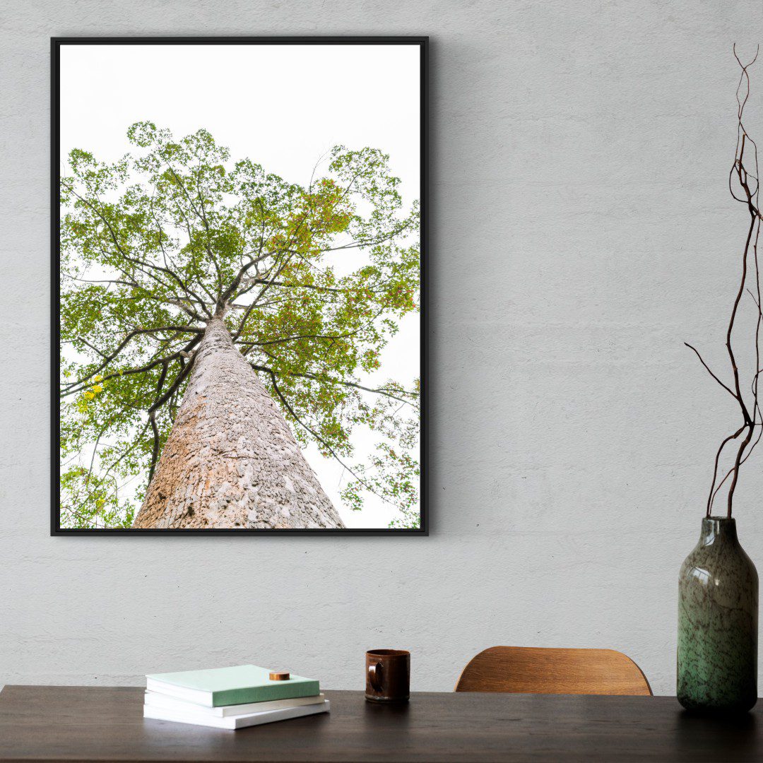 Quadro com Fotografia de Copa de Árvore