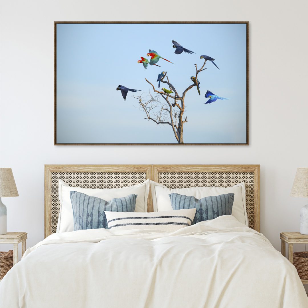 Quadro com Fotografia de Araras em Árvore