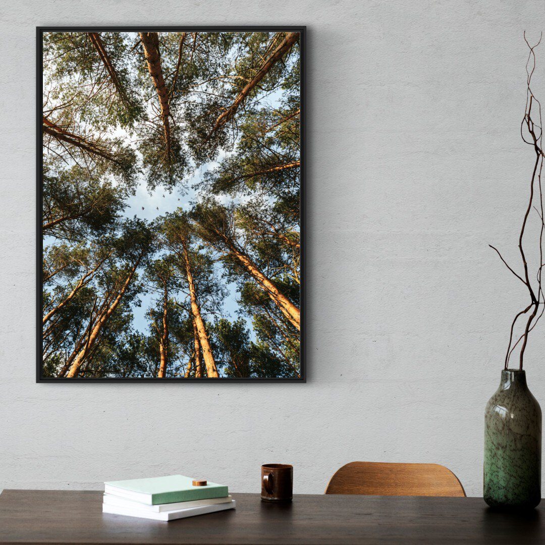 Quadro com Fotografia de Copa de Árvore