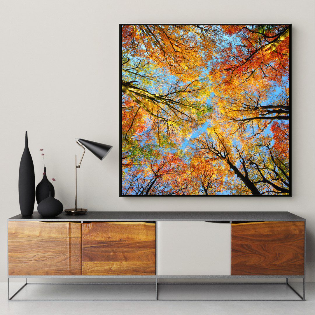 Quadro com Fotografia de Copa de Árvore