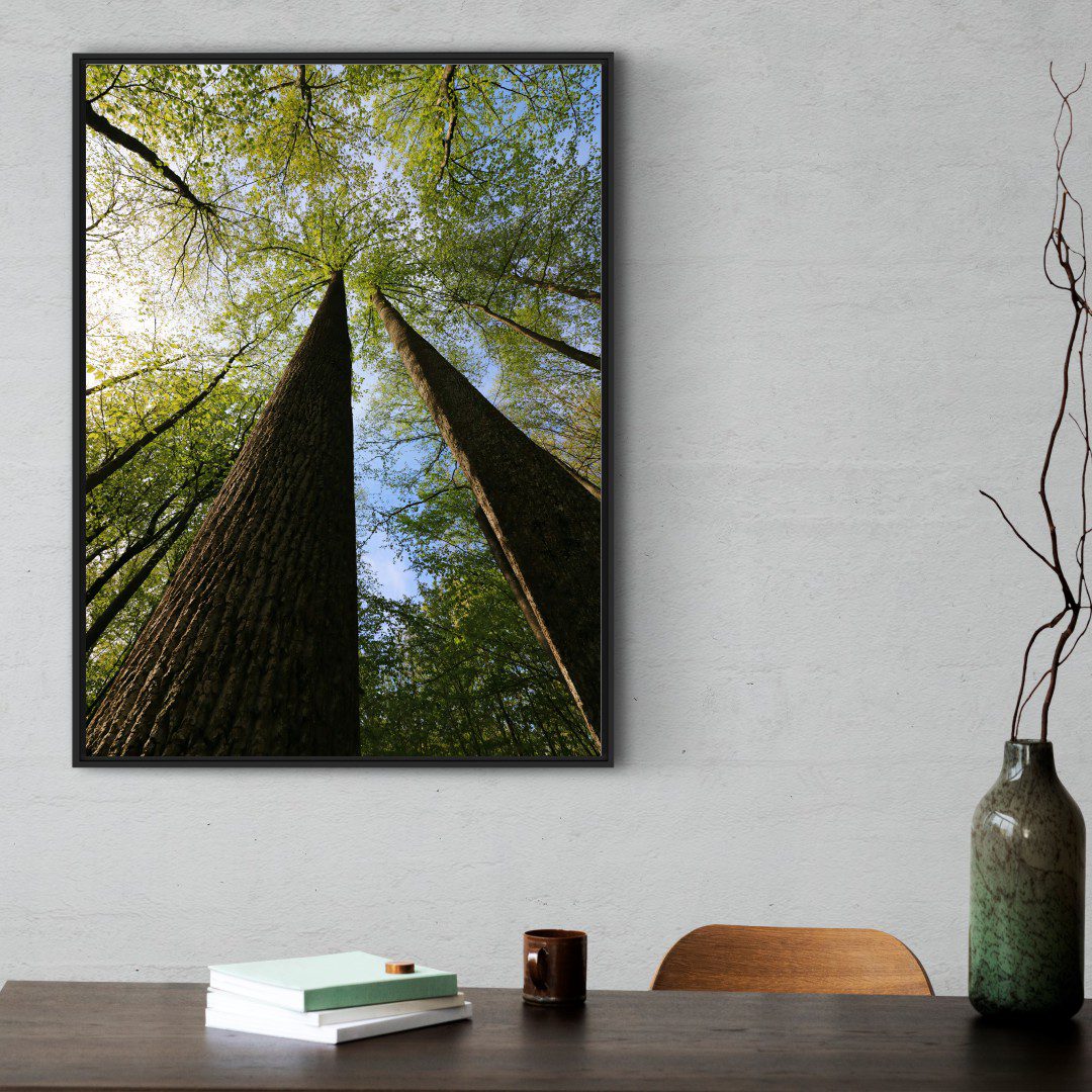 Quadro com Fotografia de Copa de Árvore