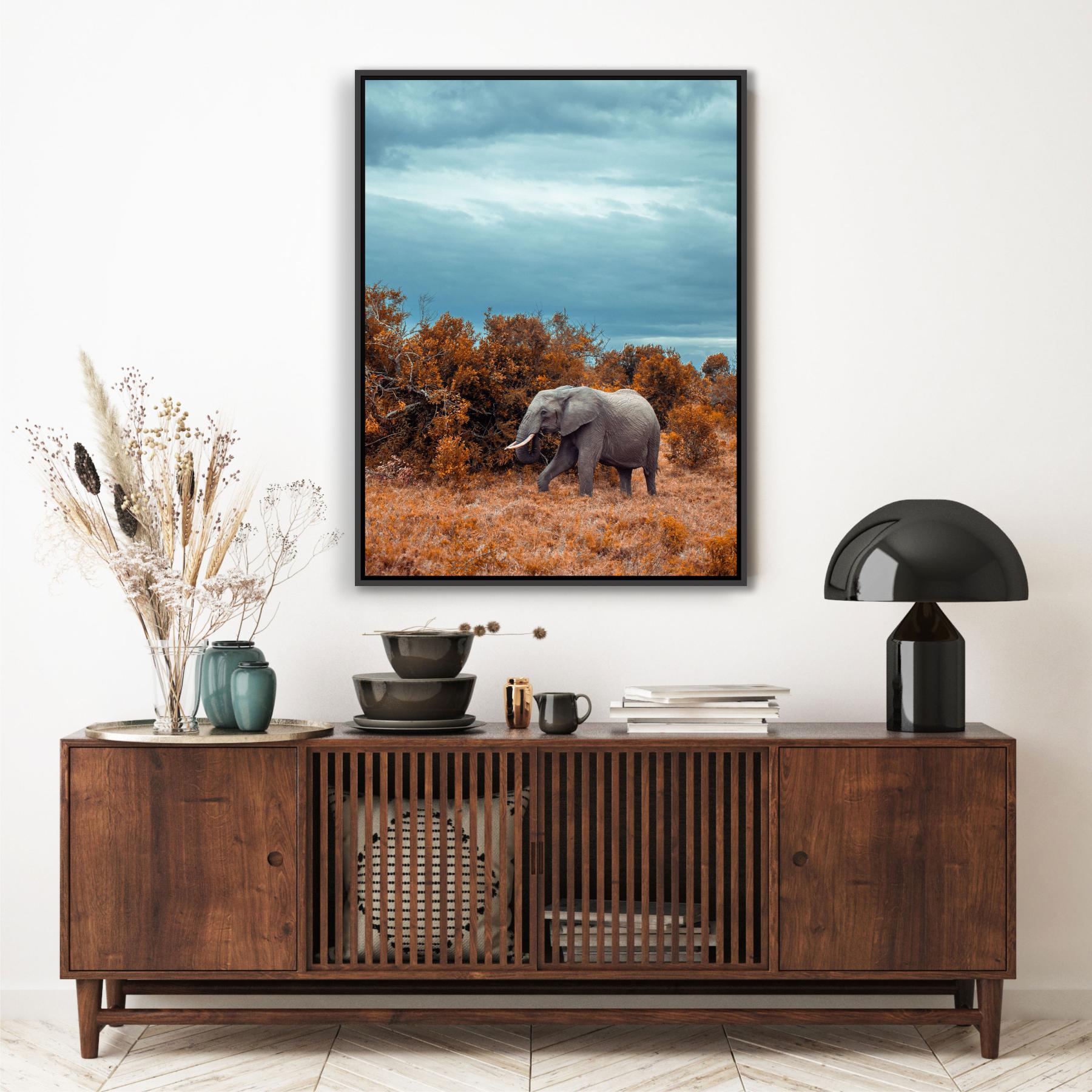 Quadro Decorativo Fotografia de Elefante